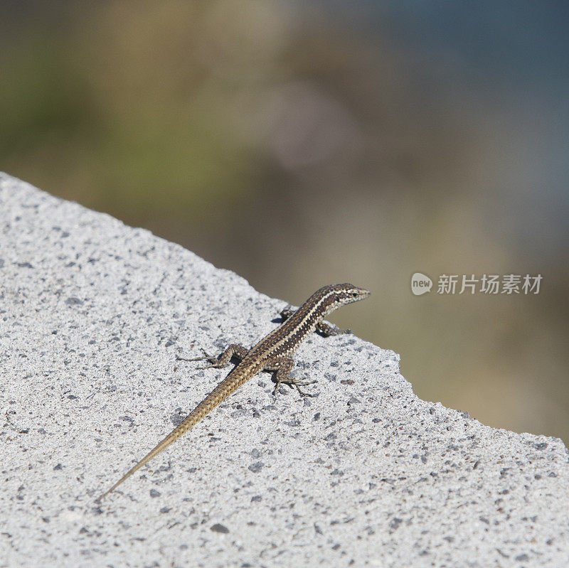 马德拉壁虎(Teira dugesii)幼年